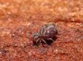 Dicyrtoma fusca
